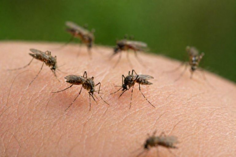 Ärzte warnen vor steigenden Risiken durch Mückenkrankheiten in Südeuropa