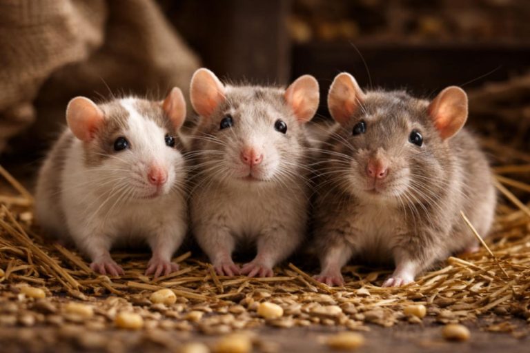 Spanien kämpft gegen resistente Rattenpopulationen