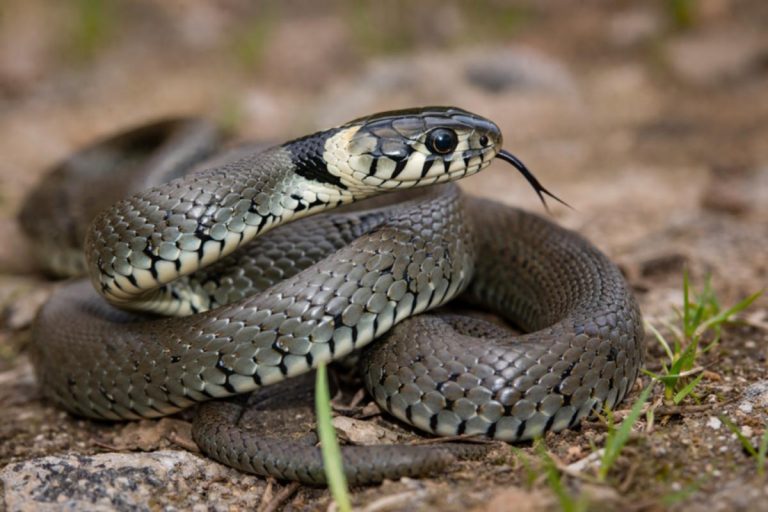 Zunahme von Schlangenbissen in Spanien: Zwei Fälle in Burgos