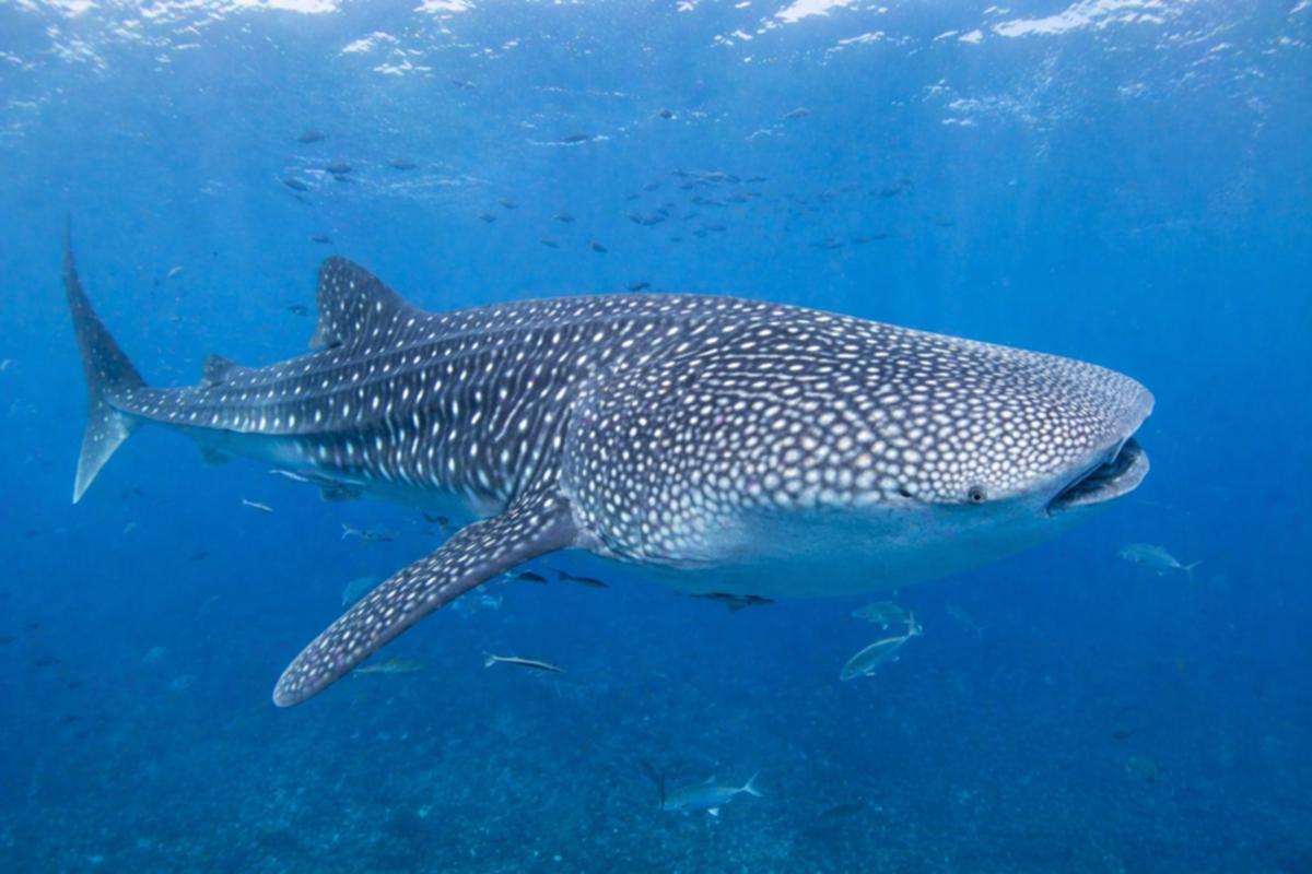 Jugendlicher Walhai im Port Olímpic von Barcelona gesichtet in Tiere (Walhai)